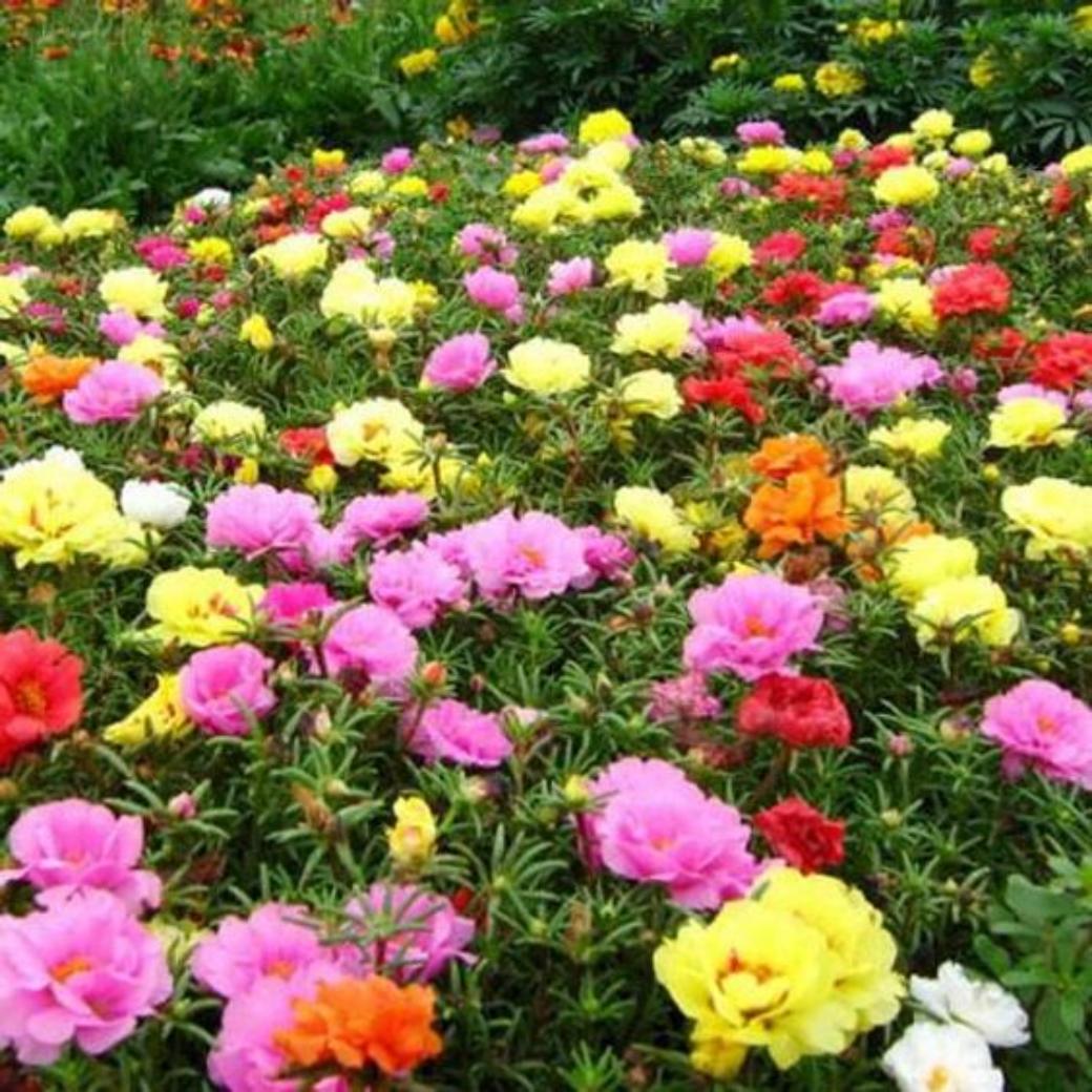 ไม้ดอกที่นิยมปลูกรอบบ้าน,ทาวน์โฮม,แต่งสวน,ราคาถูก,AKRA LandandHouse